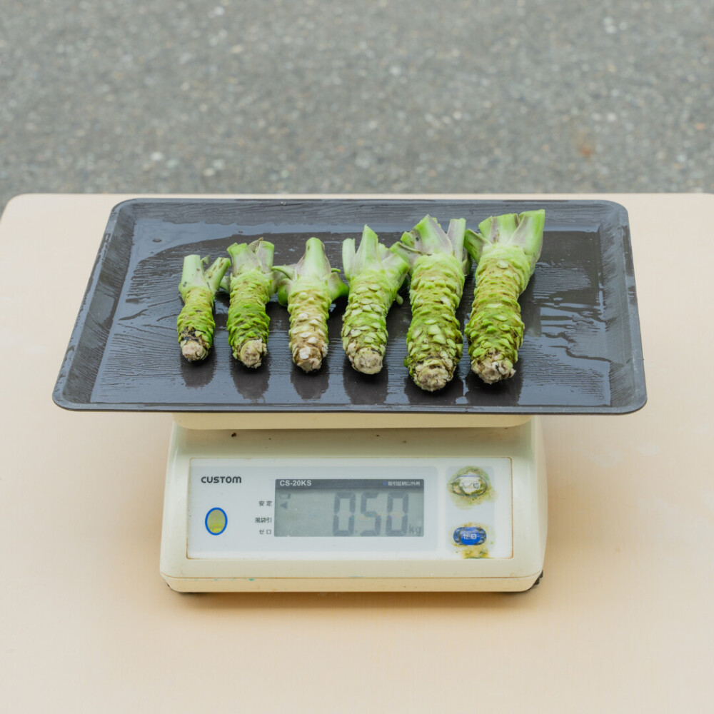 生わさびの芋(真妻種)フリーサイズ 0.5kg